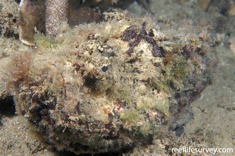 Synanceia verrucosa - Reef Stonefish | ReefLifeSurvey.com