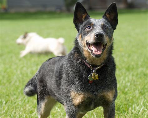Australian Cattle Dog Breed Pictures, Photos, & Images