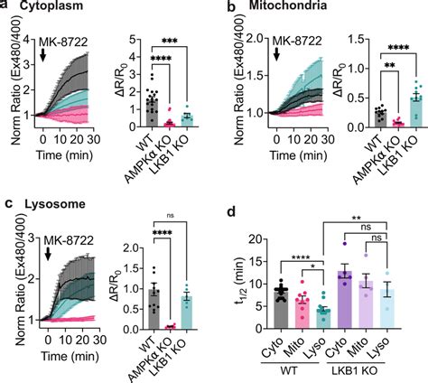 Ampk Activity Induced By Mk Exhibits Distinct Spatiotemporal