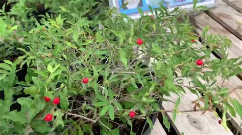 Dwarf Barbados Cherry Youtube