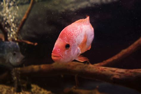 Red Devil Cichlid: Complete and Detailed Care Guide