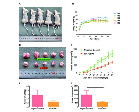 Tumor Growth Suppression In Vivo By SiIGF2BP3 A The Subcutaneous