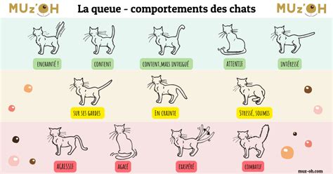 Comportement du Chat Comment le décoder