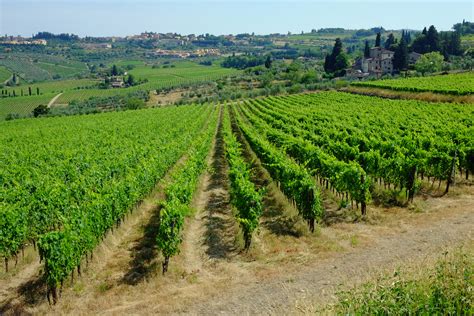 Tuscany Bike Tours | tuscany-vineyards