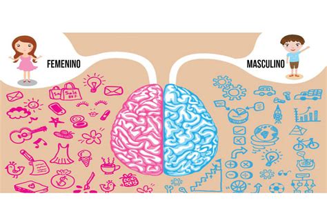 Diferencias Entre El Cerebro Femenino Y Masculino