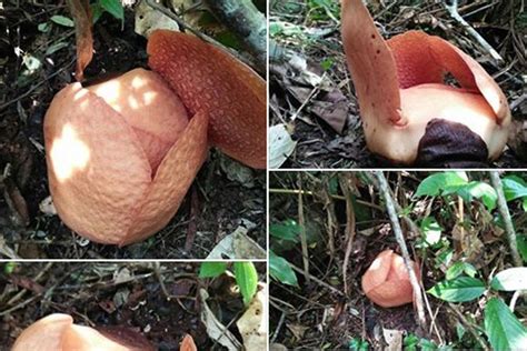 Dua Jenis Rafflesia Mekar Di Hutan Bengkulu ANTARA News Bengkulu