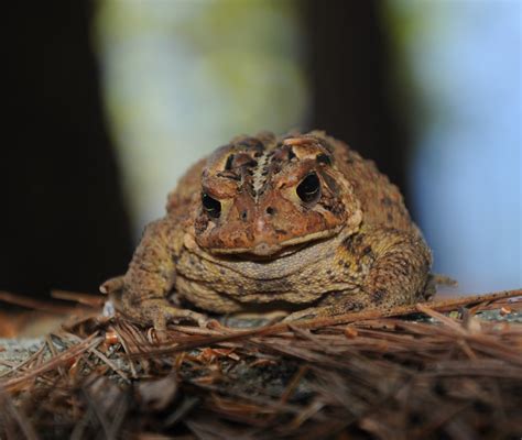 Adirondack Wildlife: The American Toad - - The Adirondack Almanack