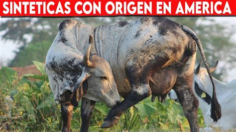 5 Razas Bovinas SINTETICAS Con Origen En América Latina Vacas