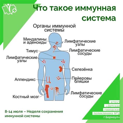 Органы иммунной системы Иммунная система человека состоит из множества ...