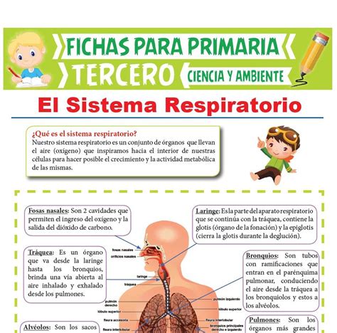 Partes Del Sistema Respiratorio Para Tercer Grado De Primaria