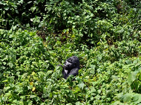 Uganda Gorilla Trekking Safari Bwindi Impenetrable Forest