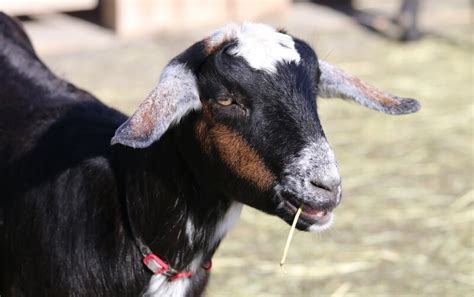 Nubian Goat - Roger Williams Park Zoo