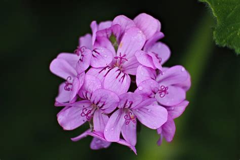 Le Piante Che Fioriscono Tutto L Anno Quali Sono E Come Si Curano