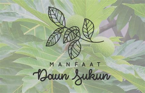 Manfaat Daun Sukun Untuk Menjaga Kesehatan Dan Organ Tubuh