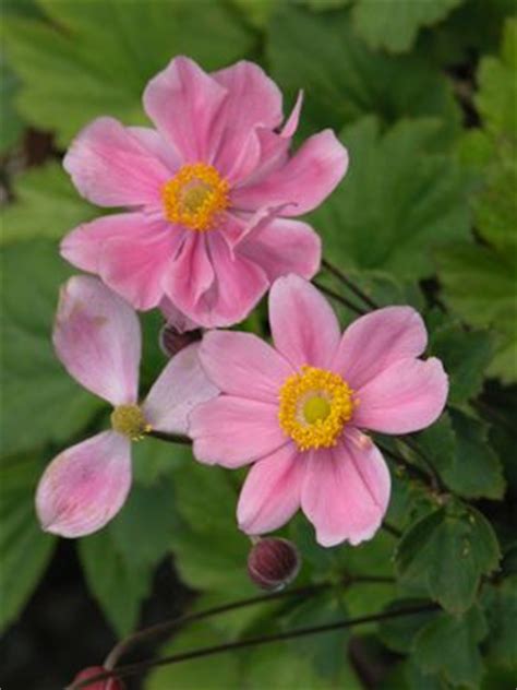 Anemone hupehensis 'Prince Henry'