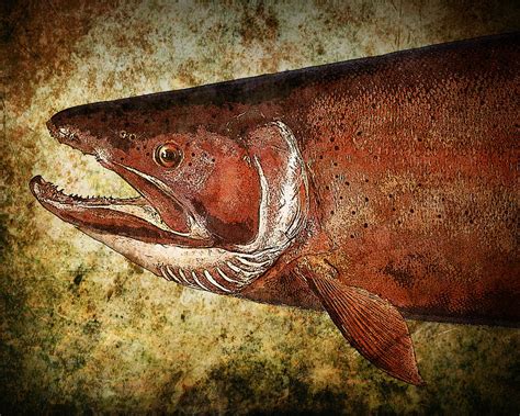 Steelhead Trout Photograph By Randall Nyhof Fine Art America