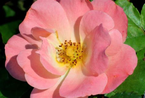 Perfectly Pink Rose Stock Image Image Of Spring Perfectly 87277207