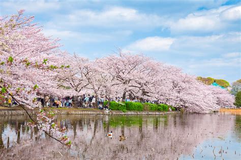 上野公園 上野恩賜公園 景點指南、常見問題、星評、周邊景點 And 交通資訊 好運日本行