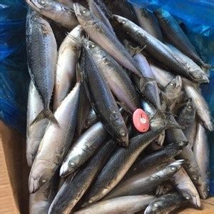 Buy Pacific Mackerel Frozen Scomber Japonicus Fish Wholesale From