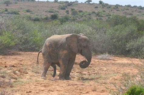 Preserving Africas Last Great Tuskers South Africa International