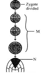 In The Following Diagrammatic Representation Showing Stages Of