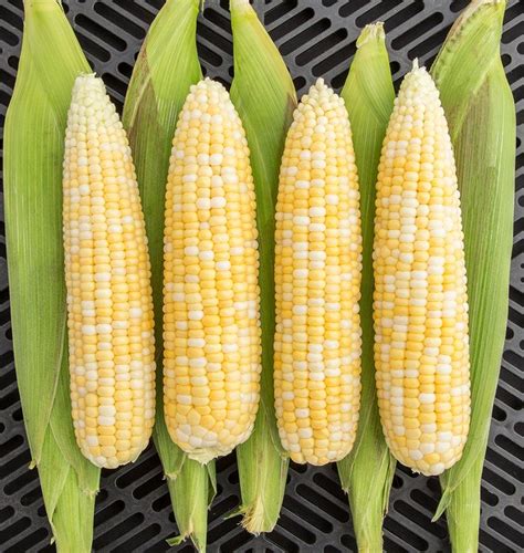 Allure Organic Corn Seeds West Coast Seeds