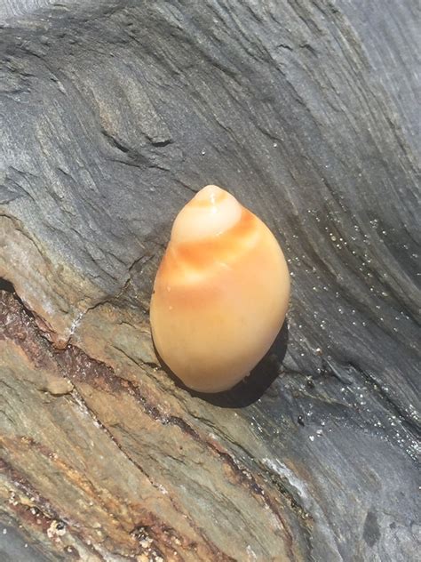 Conical Moon Snail From Bongil Bongil National Park Bundagen Nsw Au