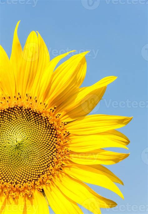 The blooming sunflower 7961099 Stock Photo at Vecteezy