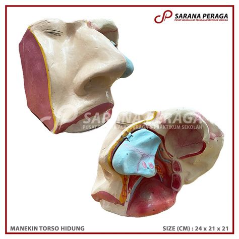 Jual Saranaperaga Manekin Torso Model Hidung Alat Peraga Edukasi