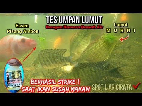 Tes Umpan Lumut Essen Pisang Ambon Vs Murni Berhasil Strike Di