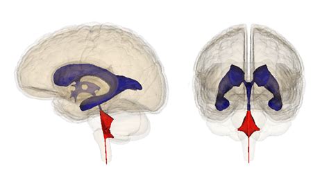 Ventrículos Cerebrales Anatomía Funciones Y Enfermedades