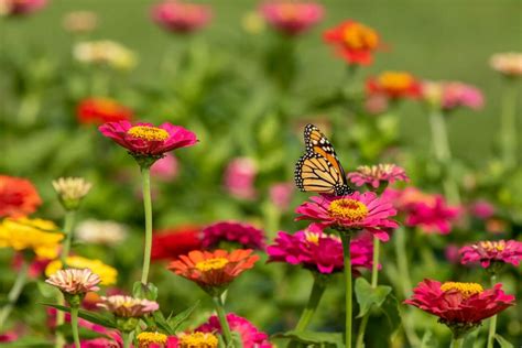 14 Incredible Uses and Benefits of Zinnias - Petal Republic