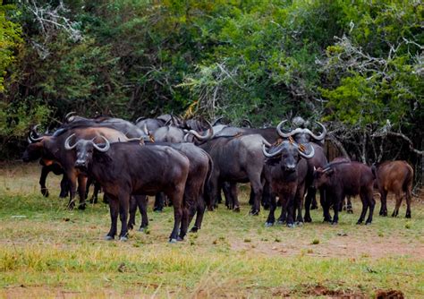 Days Akagera National Park Tour Gonja Safaris