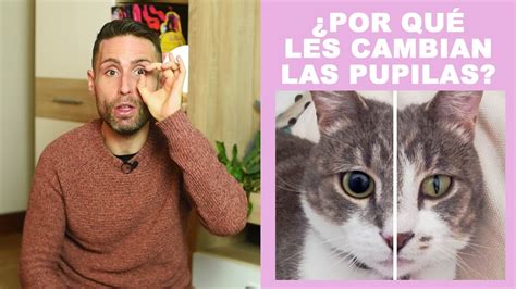 Por qué a veces mi gato tiene los ojos o O O Pupilas