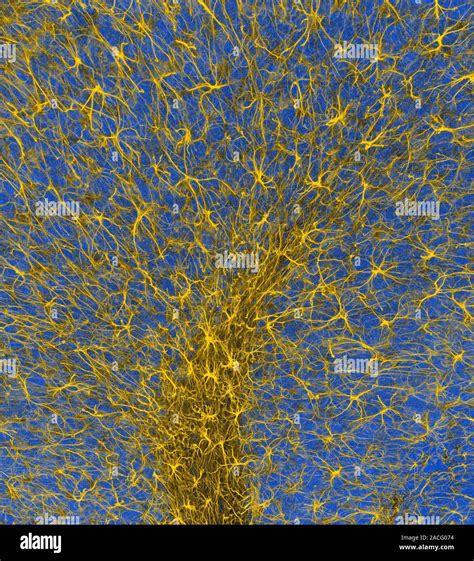 Las células gliales. Micrografía de luz confocal de células gliales del ...