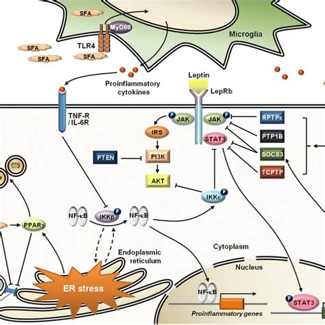 Signaling Pathways Of Leptin And Its Downstream Effectors Leptin Binds