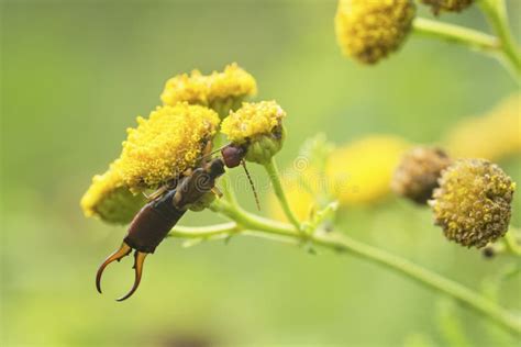 European Earwig (Forficula Auricularia) Feeding on Tansy Plant (Tanacetum Vulgare) Stock Image ...