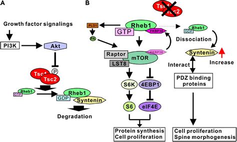 Spine Morphogenesis And Synapse Formation In Tubular Sclerosis Complex