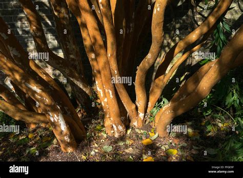 Chilean Myrtle Tree Luma Apiculata Stock Photo Alamy