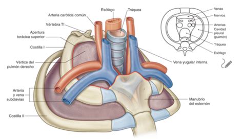 Anatomia De Corazon Y Grandes Vasos Circulacion Coronaria Quizlet