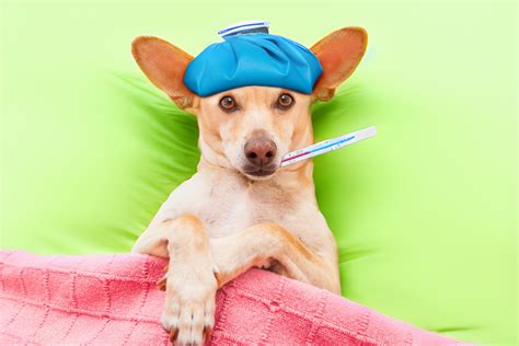 Dog Flu Uncovered Essential Guide For Pet Owners On Canine Influenza