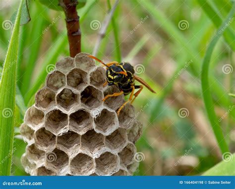 Wasp Builds A Nest On A Stem Stock Photo Image Of Nature Detail