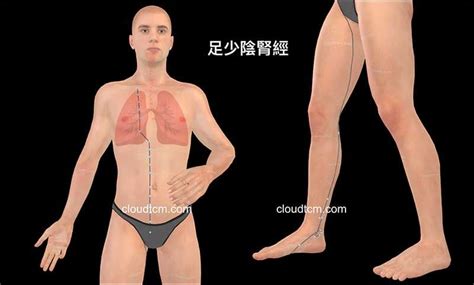 從腎經組成的經絡型態，理解中醫的「腎臟」究竟是什麼？ 雲端中醫養生