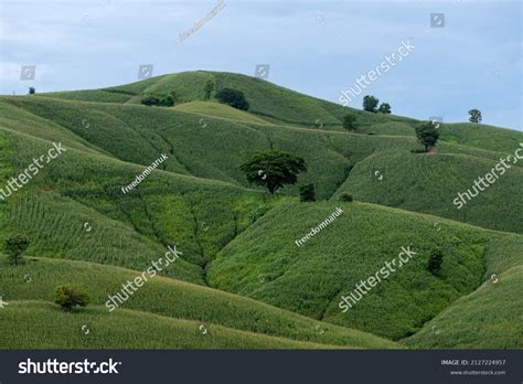 Corn Terrace Aerial Shot Image Beautiful Stock Photo 2127224957