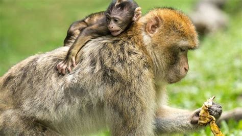 Verola del mico Què és i quin és el seu tractament