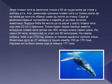 Плави кит - Драган Јовановић