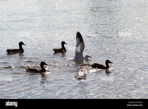 Birds On The Colorado River Dominated Ducks Stock Photo Alamy