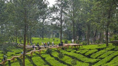 Harga Tiket Masuk Tea Bridge Gunung Mas Tempat Wisata Yang Populer Di