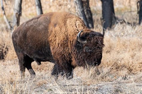 Wild American Bison On The High Plains Of Colorado Mammals Of North