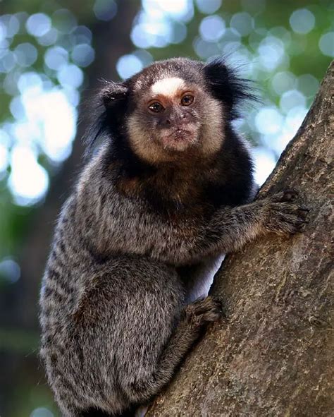 Tudo Sobre O Macaco Características Nome Científico E Fotos Mundo